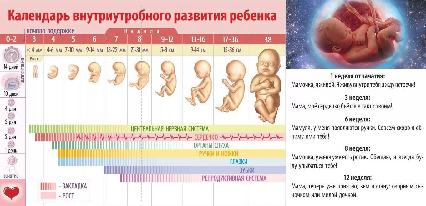Обсуждаем на какой неделе чаще всего рожают первого малыша