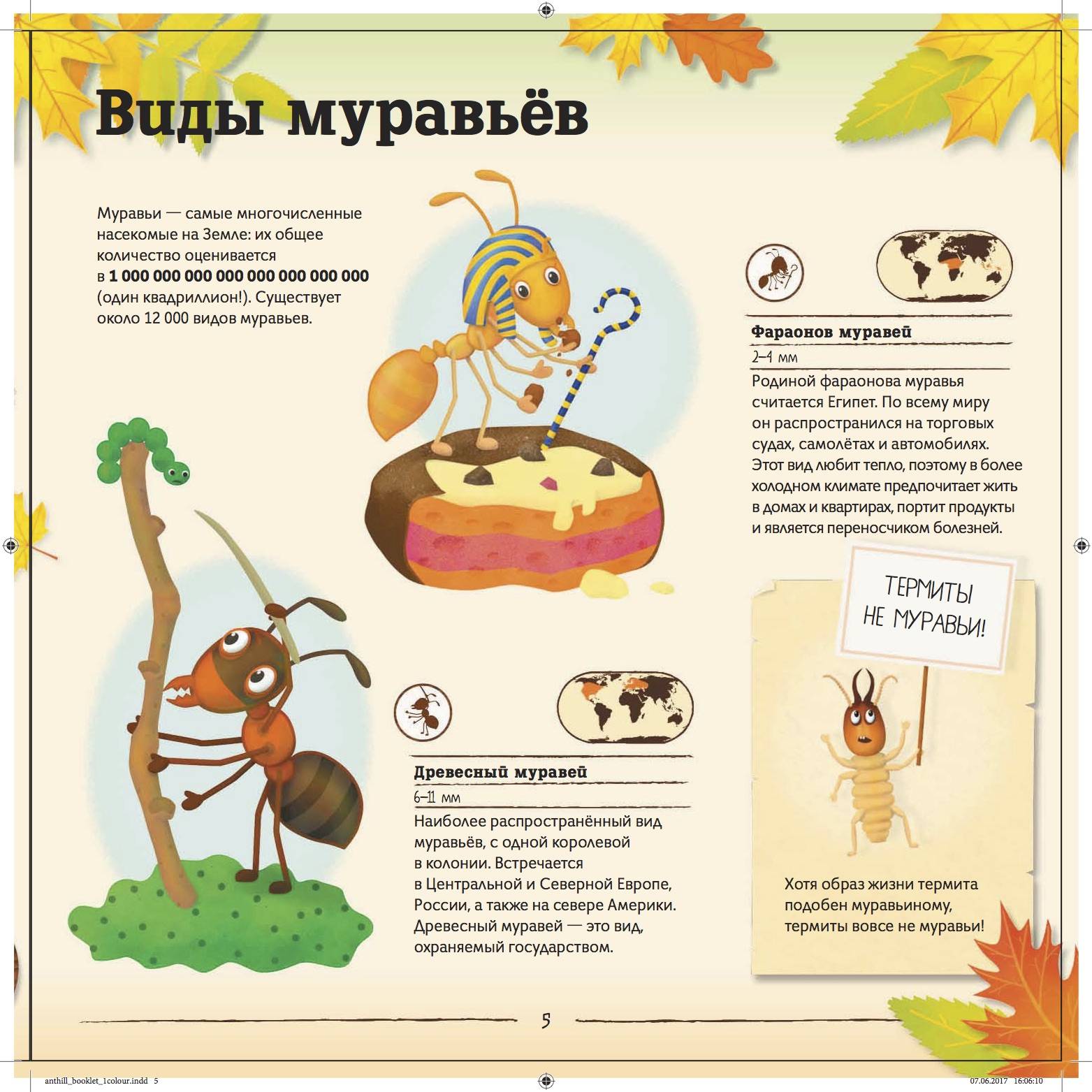 Строение муравья схема для детей дошкольного возраста
