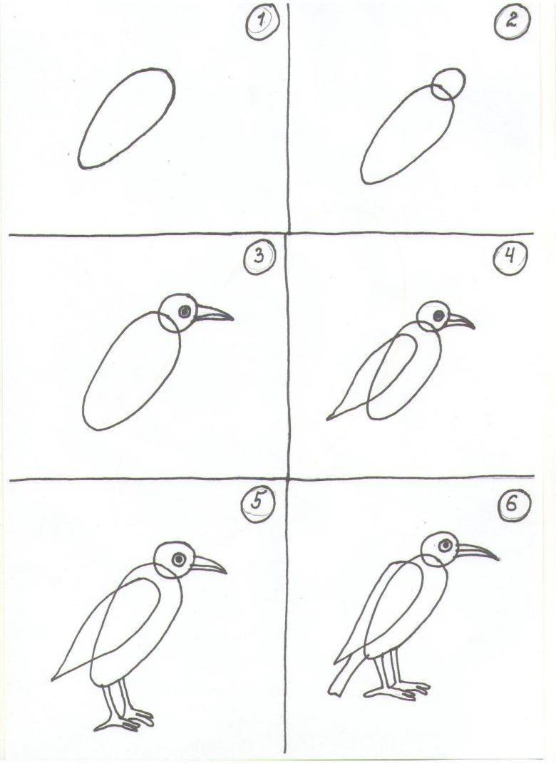 Как нарисовать птицу: поэтапное описание для начинающих, схемы создания красивого рисунка птицы в полете и на ветке
