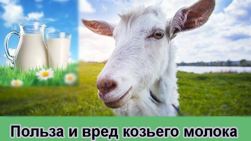 Лечебные свойства парного козьего молока