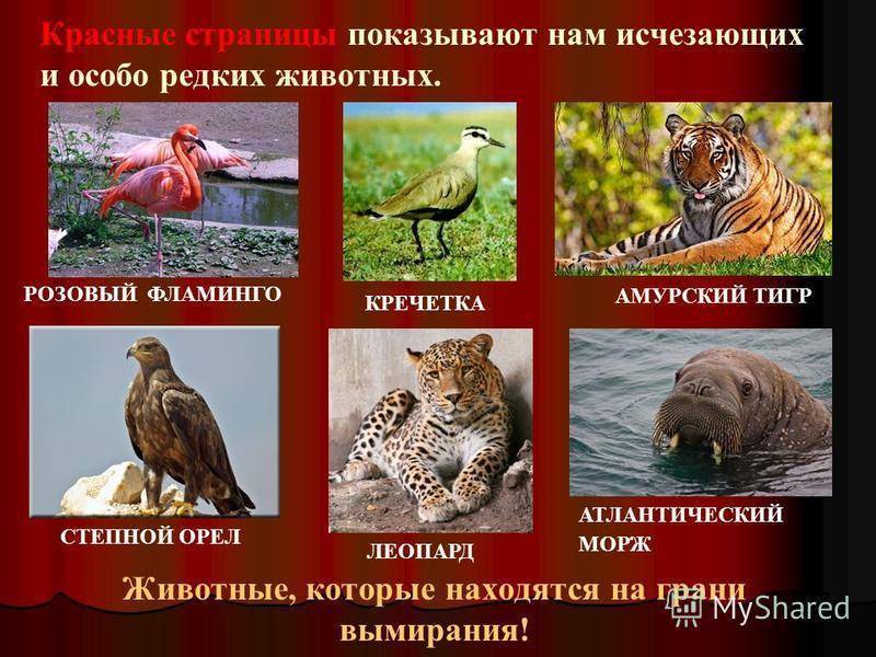 10 редких видов животных, встречающихся на территории россии – zagge.ru