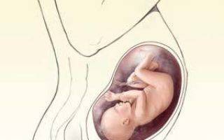 34 неделя беременности. календарь беременности   | материнство - беременность, роды, питание, воспитание