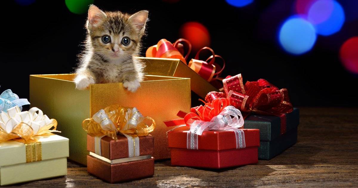 Котенок как подарок к новому году - котостудия