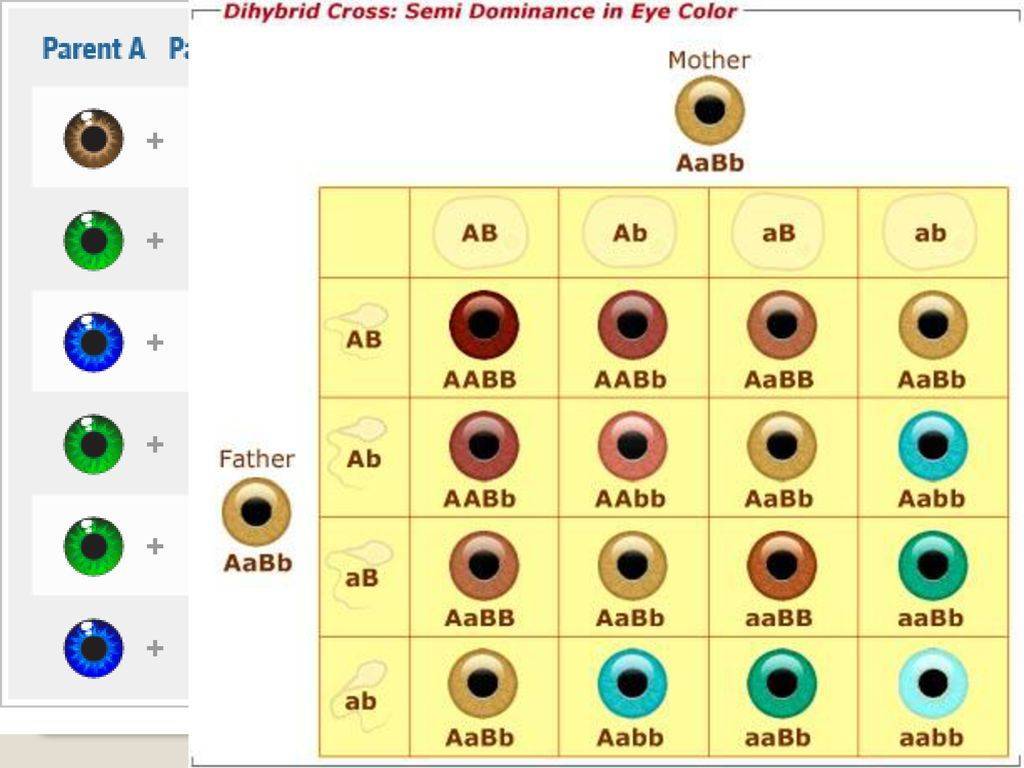 Таблица определения цвета глаз у ребёнка по родителям
