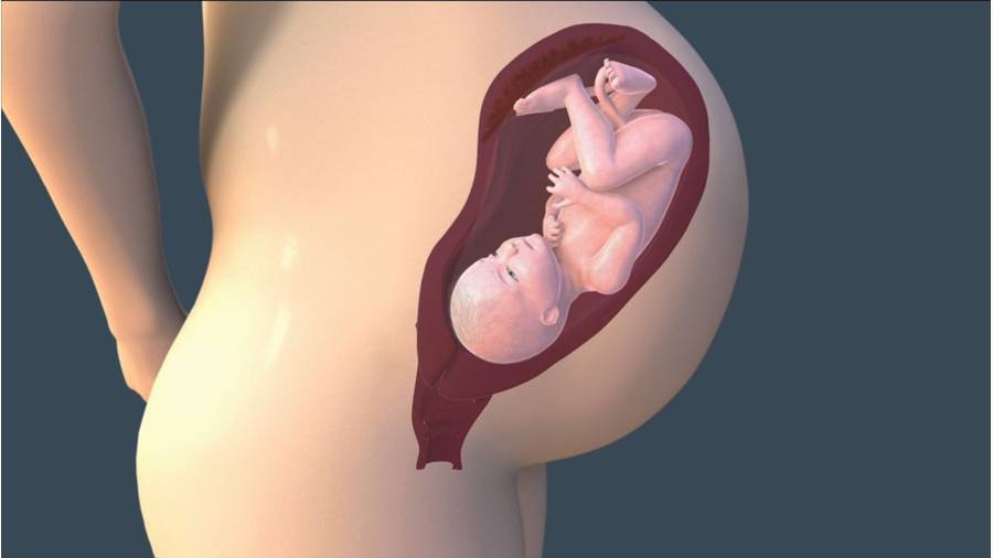 37 неделя беременности – что происходит с малышом, развитие и вес ребенка, живот на тридцать седьмой неделе беременности - agulife.ru