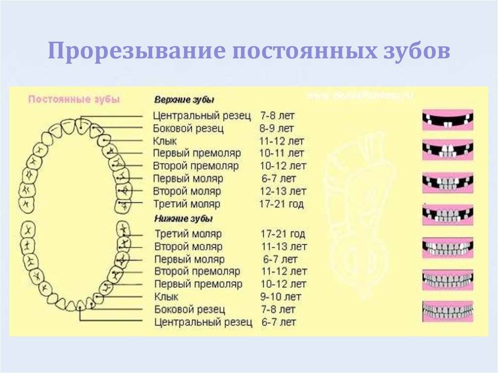 Порядок прорезывания зубов у детей схема до 2 лет