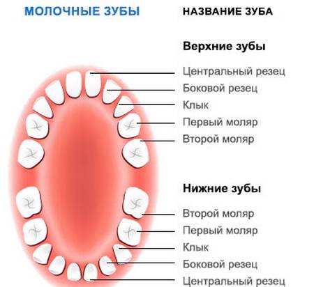 Сколько молочных зубов должно быть у ребенка в 10 месяцев, в 1, 2, 3, 4 года и 5 лет