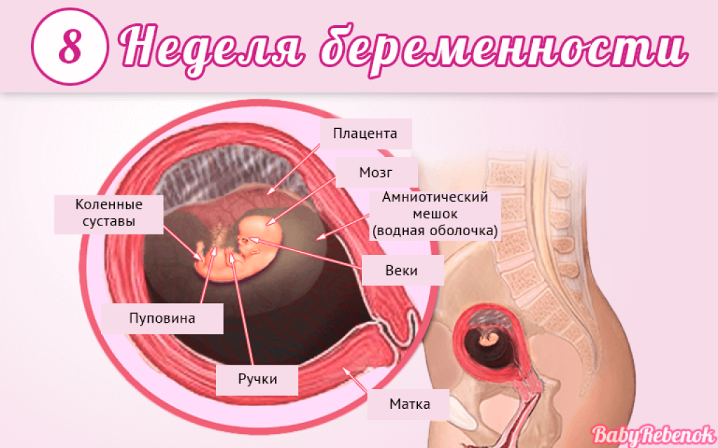 Что происходит на 8 неделе. 10 Недель как выглядит плод на УЗИ. Эмбрион на 10 неделе беременности фото. Плод 9-10 акушерских недель беременности. 10 Недель беременности фото плода на УЗИ.