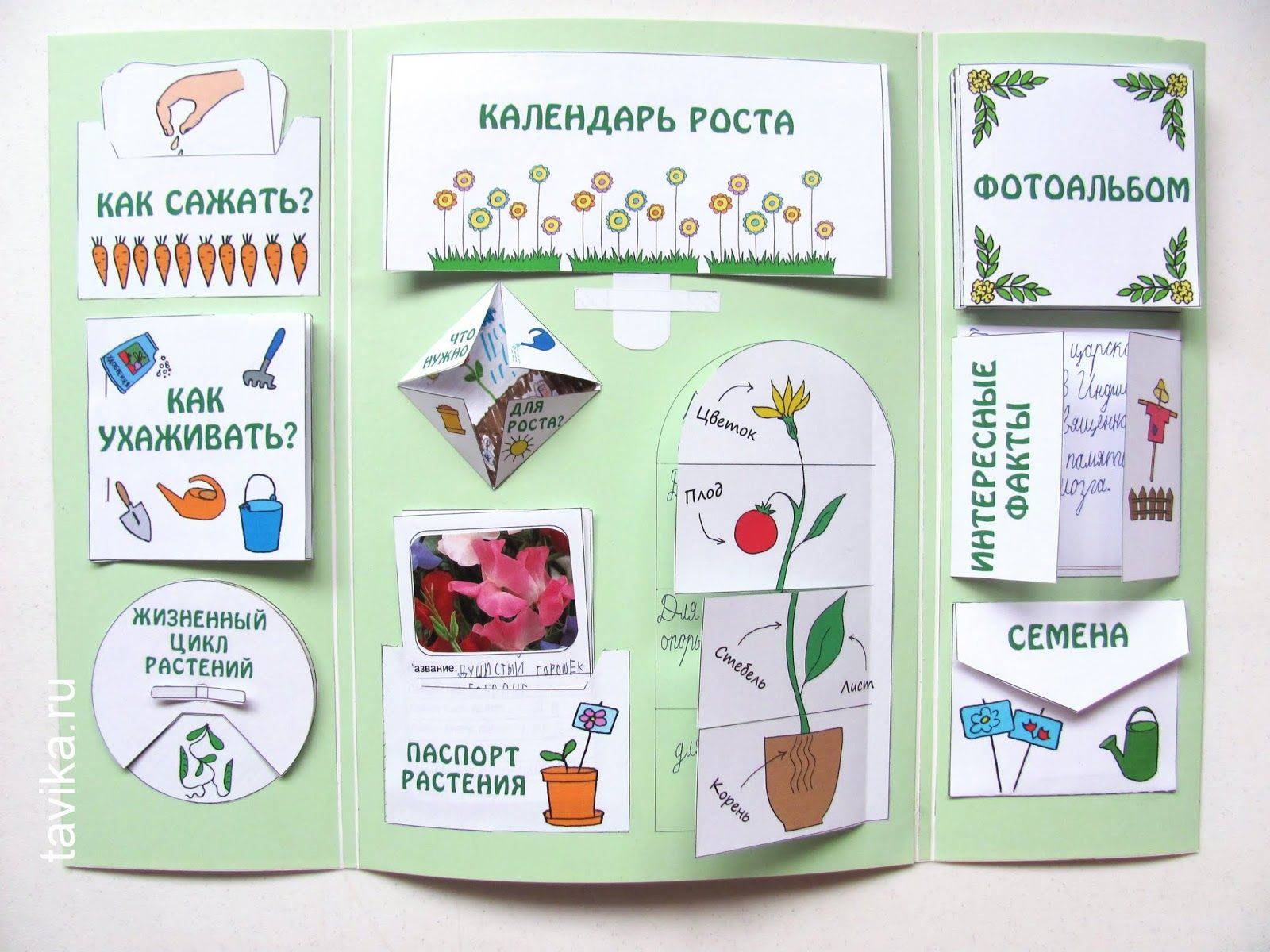 Как сделать лэпбук на тему «Лето» для дошкольников