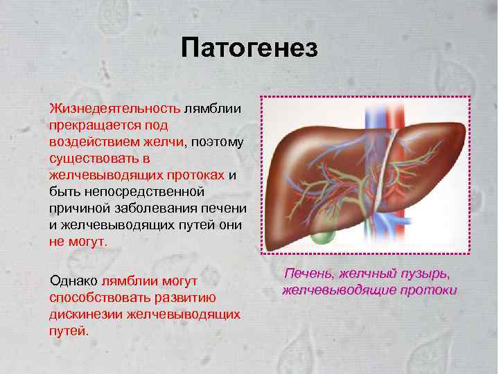 Лямблии в печени