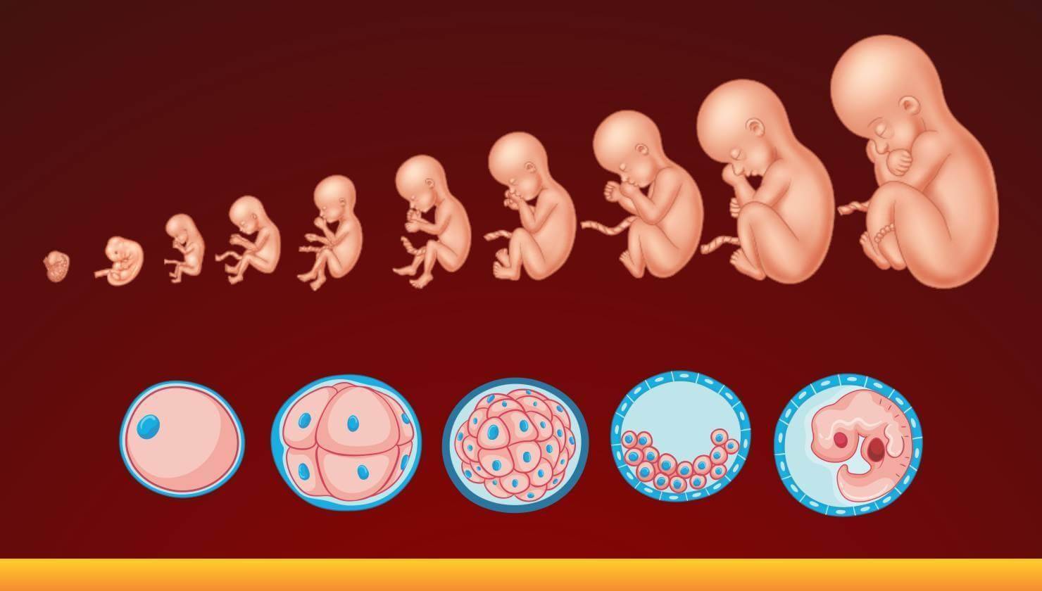 Плод ребенка по неделям. Зародыш эмбрион плод стадии. Этапы развития эмбриона человека. Стадии развития эмбриона человека. Стадии развития зародыша человека.