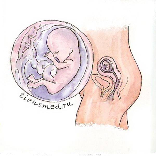 12 недель беременности что есть. 12 Недель беременности расположение плода. Ребенок в животе на 12 неделе беременности. Расположение ребенка на 12 неделе беременности. Эмбрион на 12 неделе беременности.