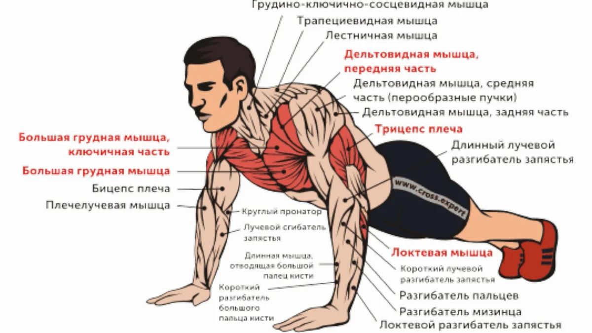 Нужно ли заставлять детей отжиматься?