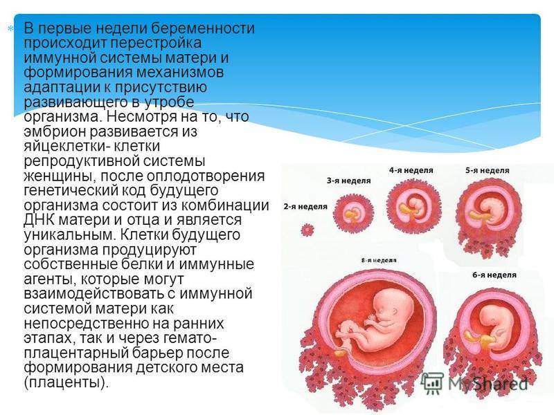 Две недели беременности что происходит с плодом в организме фото