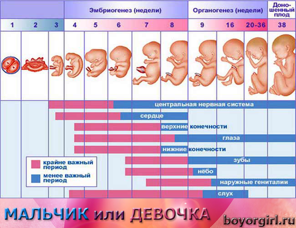 При молочнице можно забеременеть. Беременность по неделям. Физиологическое развитие плода. Беременный календарь. Сроки беременности по неделям.