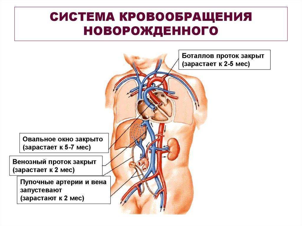 Кровообращение у плода схема