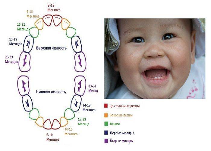 Схема роста зубов у детей до года фото схема и описание