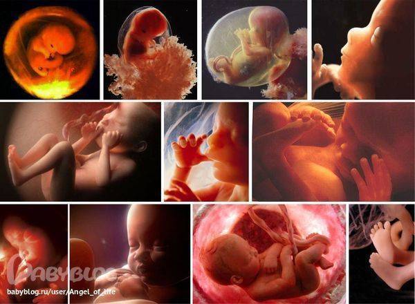 Первые движения малыша в животе — как будущая мама чувствует движения плода? | аборт в спб