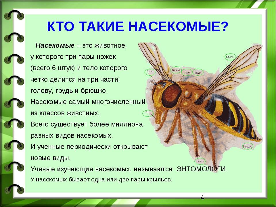 Методическая разработка занятия
«насекомые вокруг нас»
для детей старшего дошкольного возраста | дошкольное образование  | современный урок