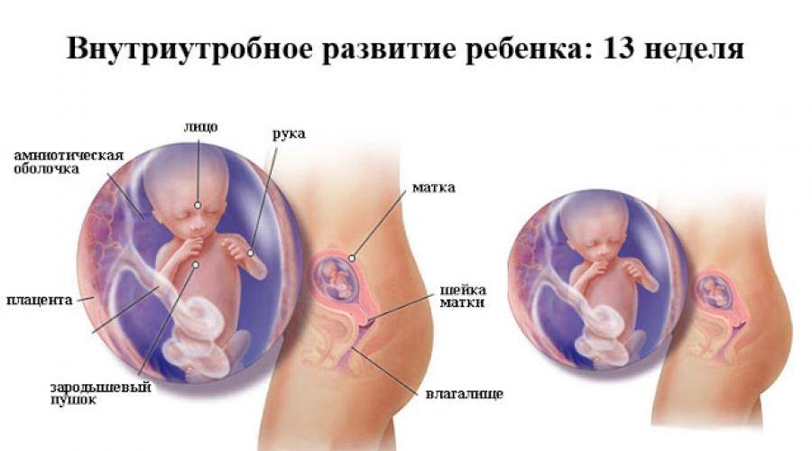  18 неделя беременности - ощущения и фото 