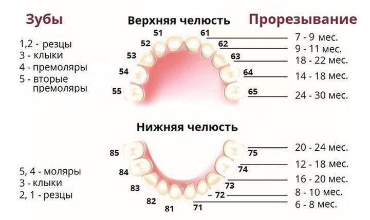 Режутся зубки и клыки: как понять и что делать