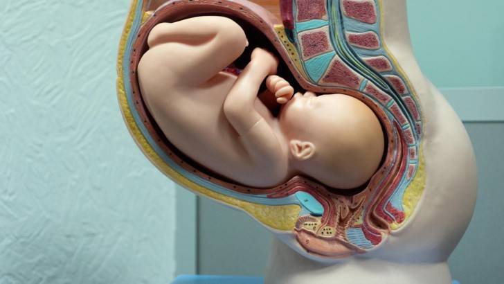 На каком сроке можно родить жизнеспособного малыша - детская городская поликлиника №1 г. магнитогорска