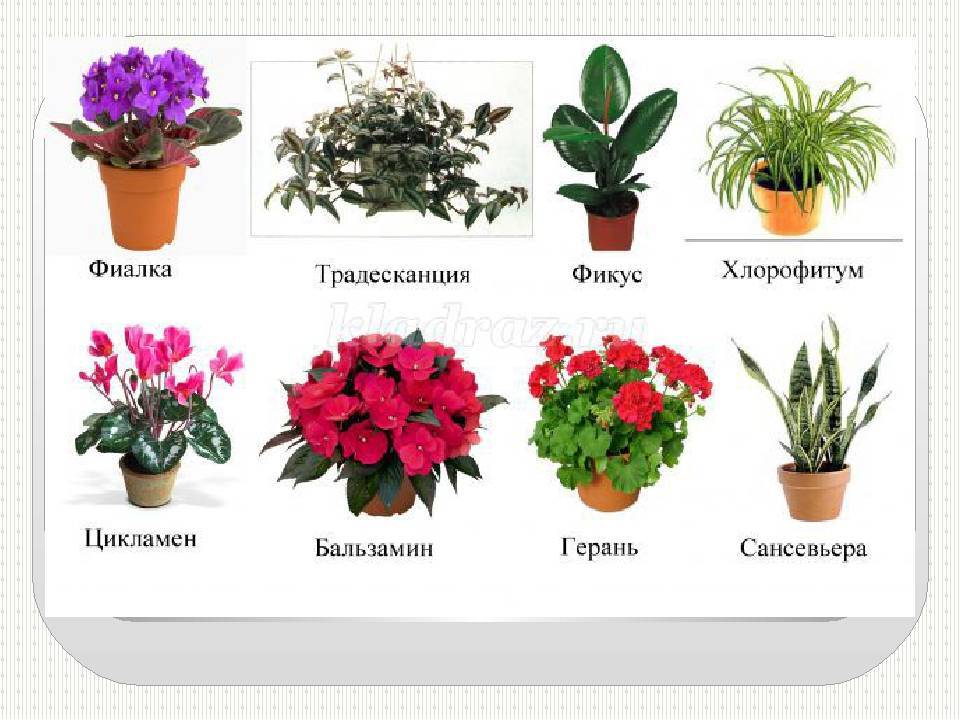 12 полезных цветов в детскую комнату
