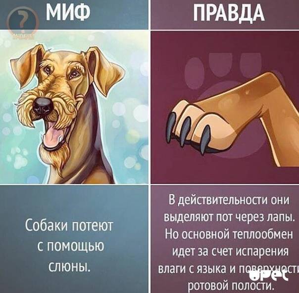 Мифы и правда картинка