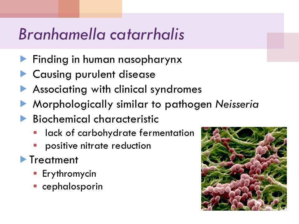 Бактерия моракселла катаралис (moraxella nonliquefaciens) – возбудитель инфекций у детей и взрослых