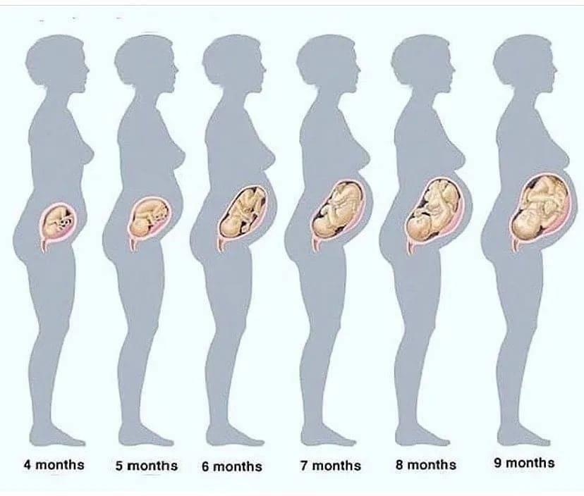 5 месяц беременности: живот и ребенок на этом сроке, сколько недель