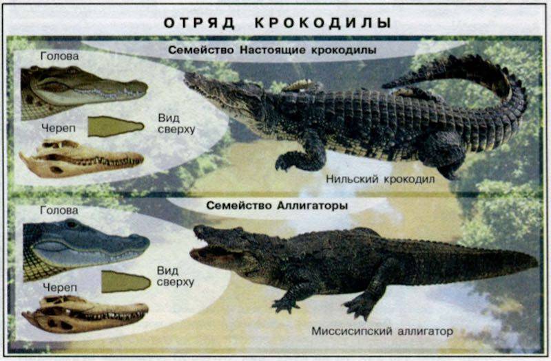 Отличие аллигатора от крокодила. чем могут отличаться