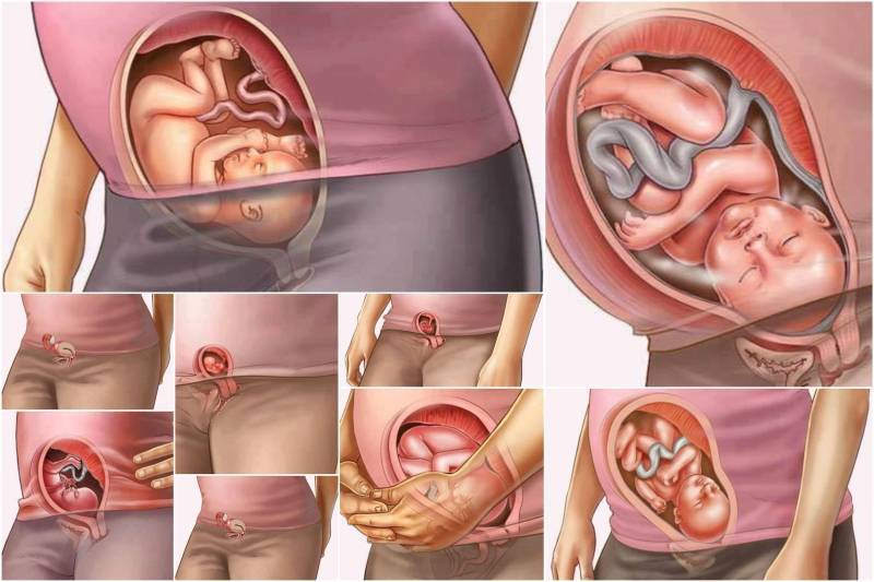 13 неделя беременности: что происходит с малышом и мамой | развитие плода и ощущения женщины