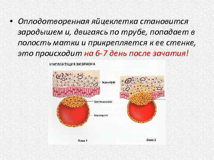 Симптомы прикрепления эмбриона к матке | medisra.ru
