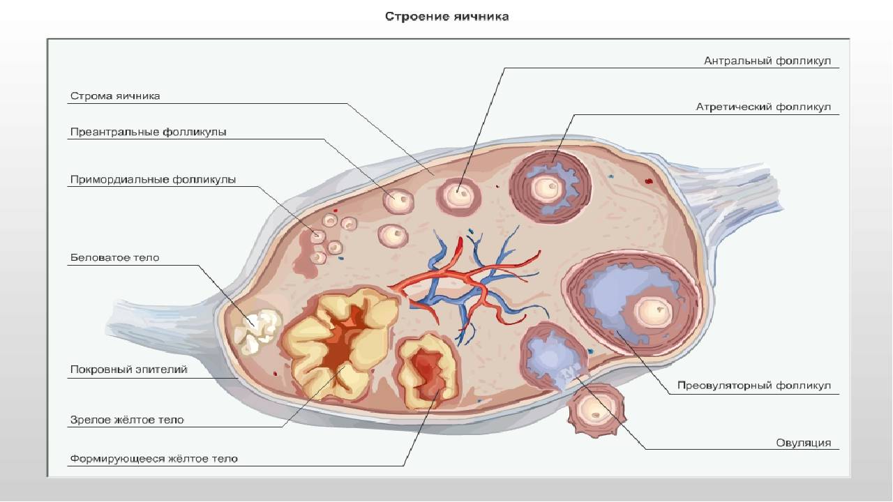Яичник рисунок с подписями