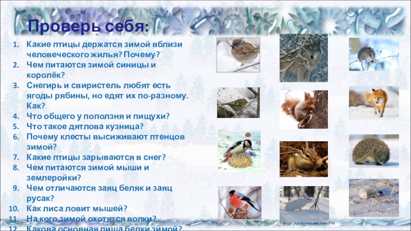 Как животные готовятся к зиме?