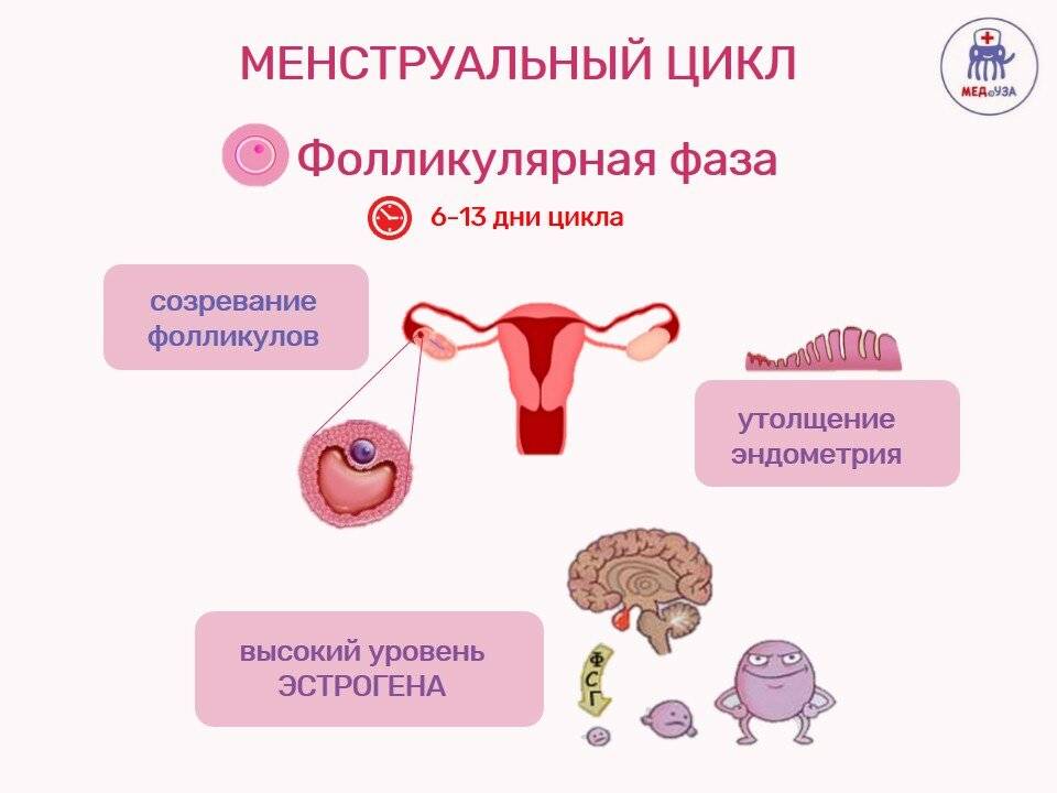 Беременность во время месячных: на ранних сроках - women first
