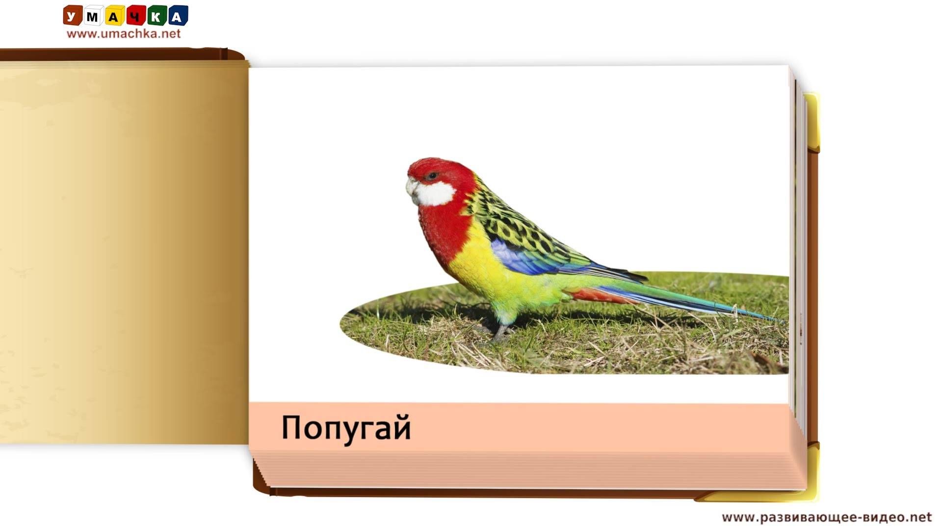 Птицы. карточки домана. звуки птиц