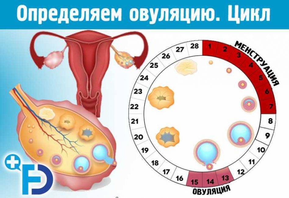 Менструальный цикл и благоприятные дни для зачатия