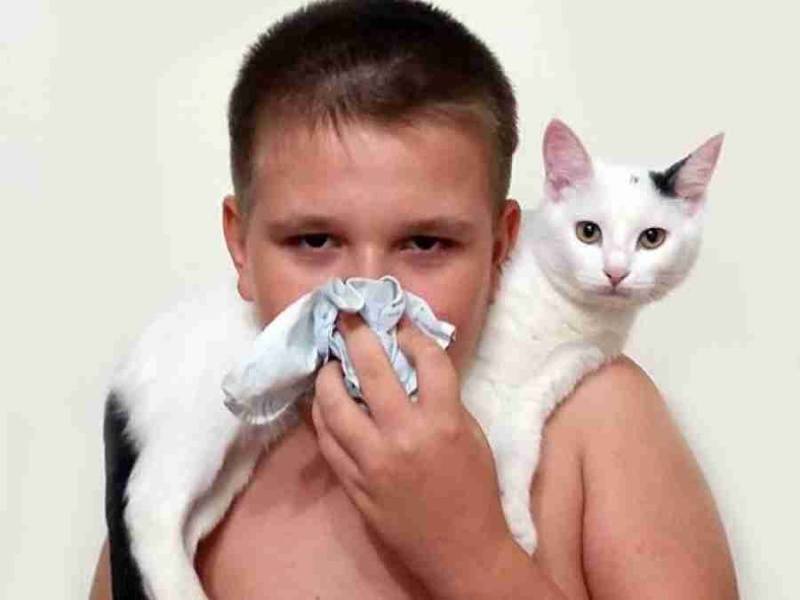 Как лечить аллергию на шерсть животных? как проявляется аллергия на шерсть животных у ребенка?
