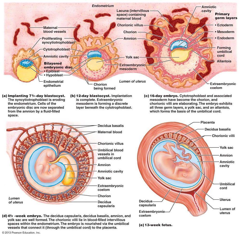 ᐉ на какой неделе беременности полностью формируется плацента. когда начинает формироваться плацента при беременности - ➡ sp-kupavna.ru
