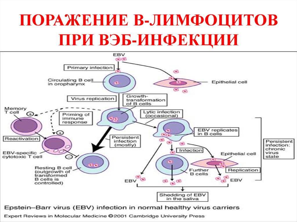 Герпес у детей