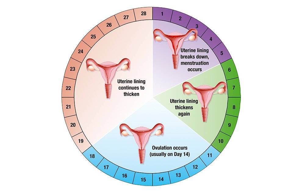 Риск забеременеть во время менструации. каковы шансы? можно ли забеременеть в последний день менструации?