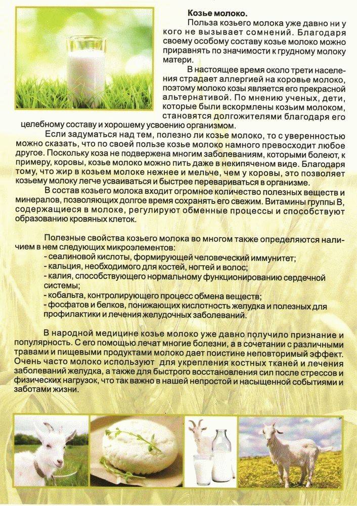 Козье молоко: польза и вред для организма человека