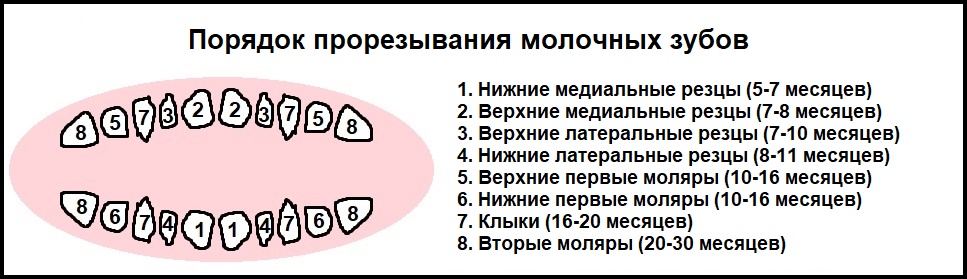 Сколько держится температура при прорезывании зубов и как ее сбить?