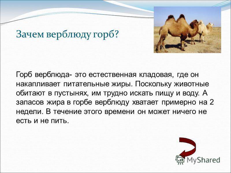 Что внутри горба верблюда. что скрывает верблюжий горб (8 фото)