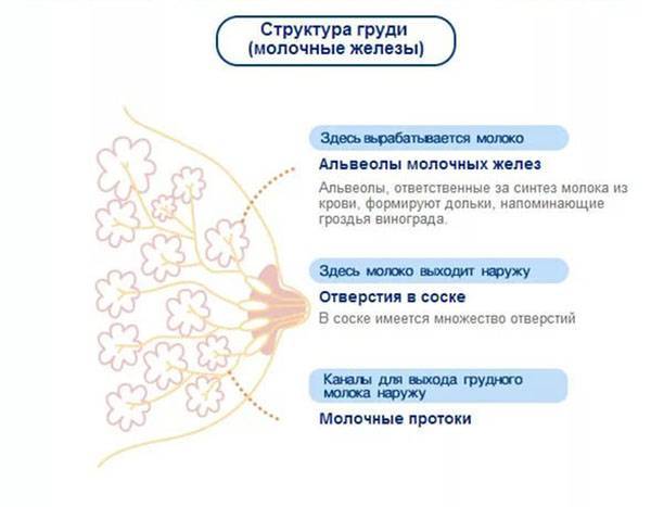 Грудь при беременности: как меняется, когда болит, по неделям — медицинский женский центр в москве
