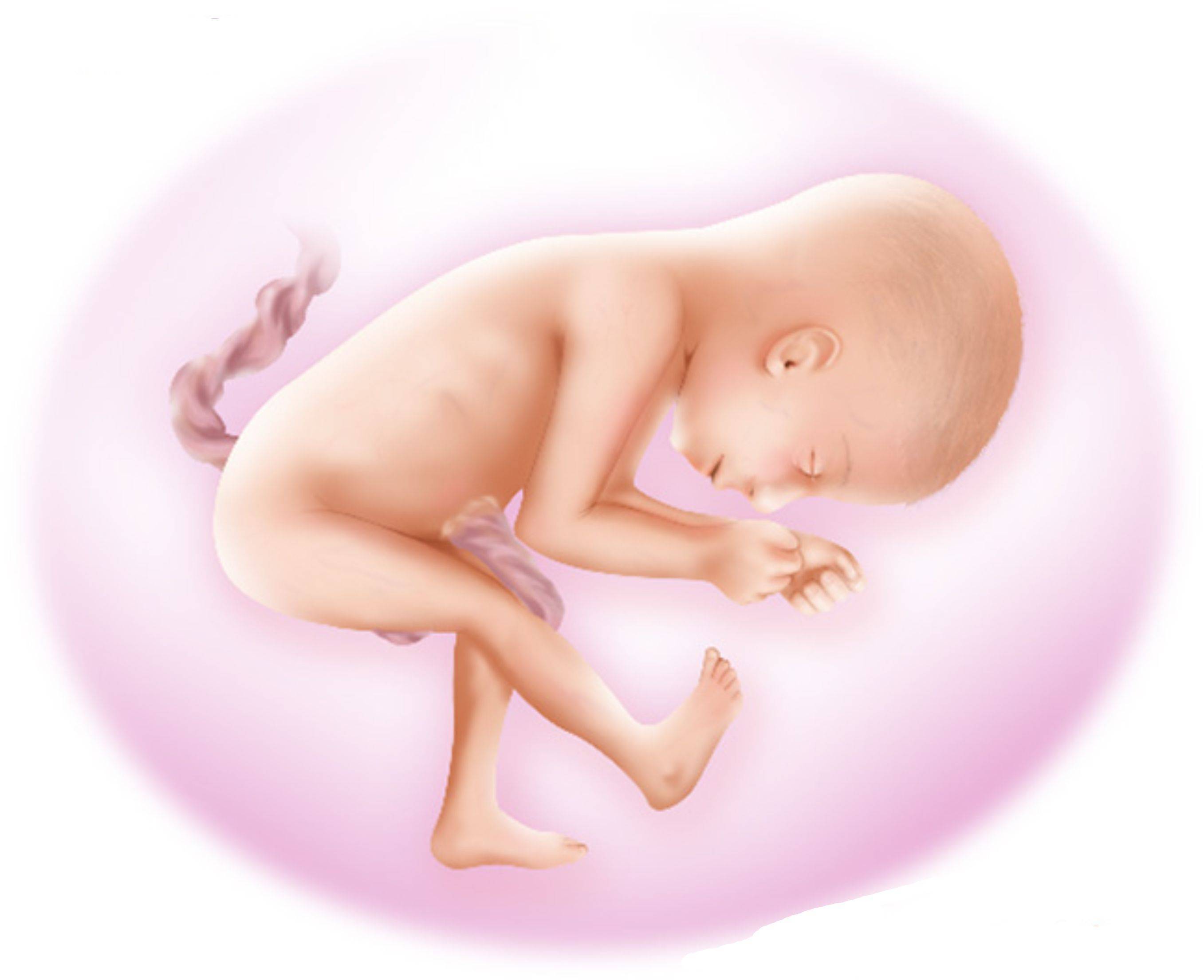 Ребенок в 26 недель в животе. Малыш на 25 неделе беременности. Эмбрион на 25 неделе беременности. Плод на 25 неделе беременности. Ребёнок на 25 неделе беременности.