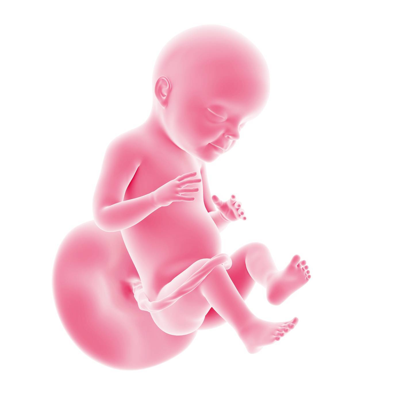 28 неделя беременности фото и развитие малыша