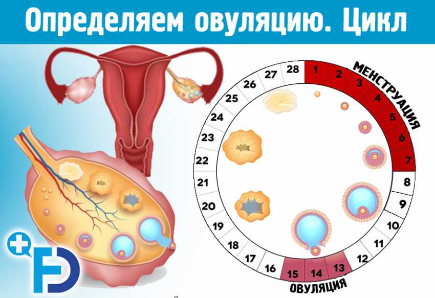 Месячные при беременности - кровотечение во время беременности