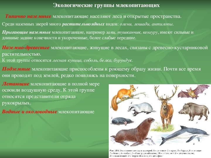 Общая характеристика млекопитающих
